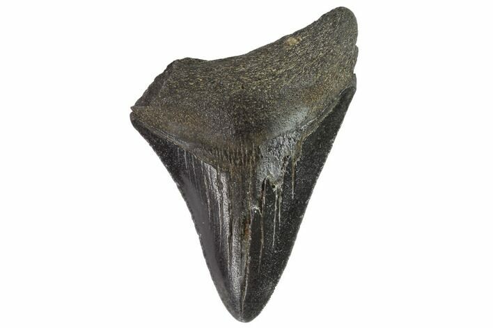 Juvenile Megalodon Tooth - Georgia #90816